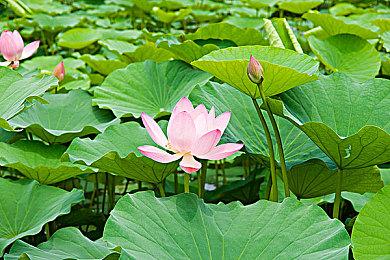 《古剑奇谭OL》海外版预售价68元 8月5日上线Steam